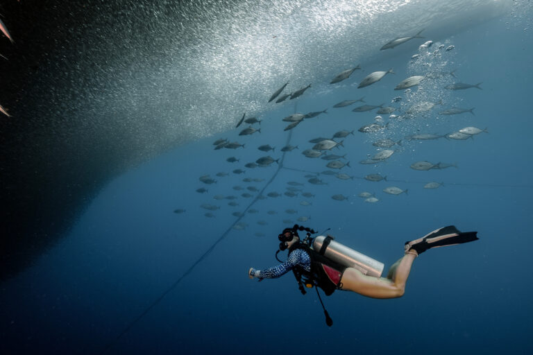 The famous sardine run in Moalboal, a marvel of nature that Amigos scuba divers enjoy daily.