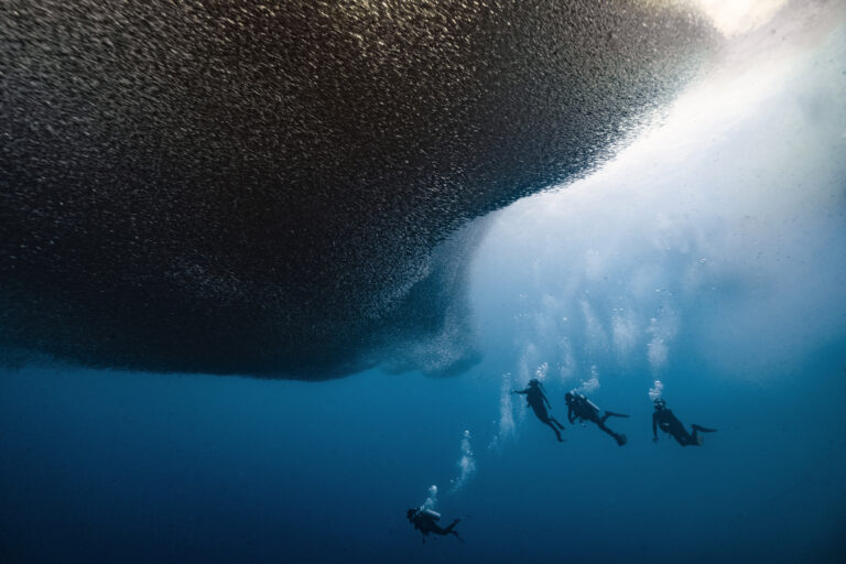 The famous sardine run in Moalboal, a marvel of nature that Amigos scuba divers enjoy daily.
