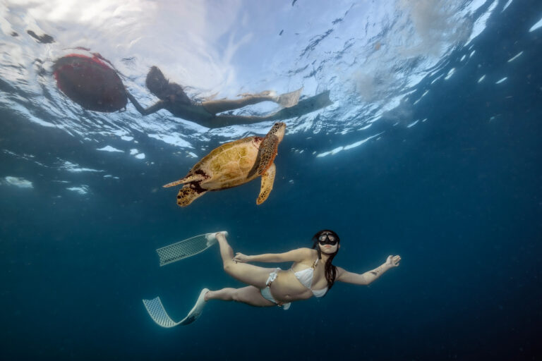 Very social turtles