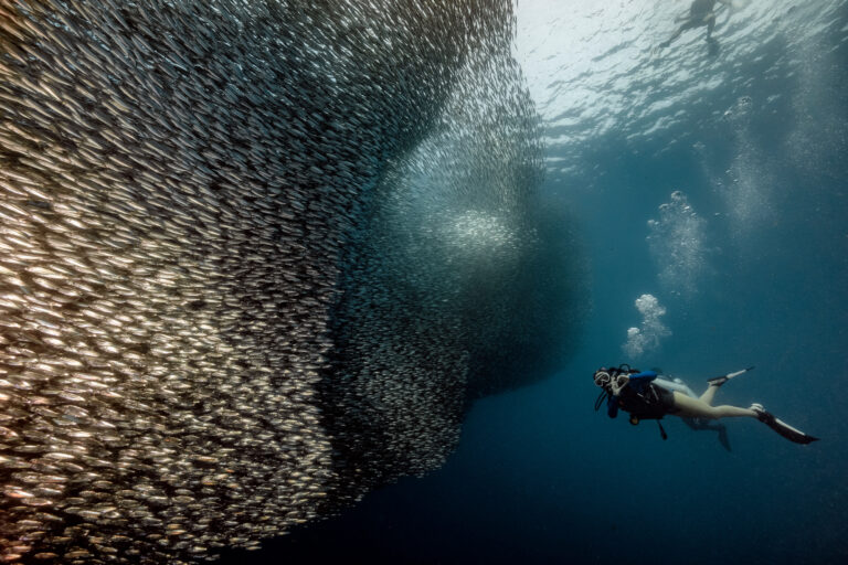 The famous sardine run in Moalboal, a marvel of nature that Amigos scuba divers enjoy daily.
