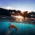 Sea turtle swimming below the surface at sunset in Moalboal