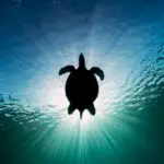 Sea turtle silhouetted against the sun, seen from below in Moalboal