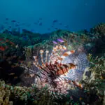 Lion fish