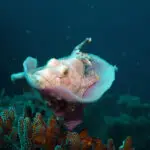 Leaf scorpionfish on a Moalboal reef