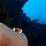 Anemonefish beside its anemone on a Moalboal reef wall