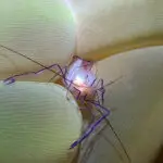 Shrimp on bubble coral