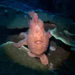 Giant frogfish resting on plate coral