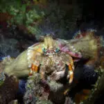 Hermit crab with anemones on its shell