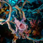 Pink frogfish with its mouth open among sponges