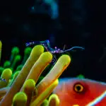 Anemone shrimp above a clownfish in its anemone