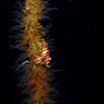 Whip coral crab on a sea whip