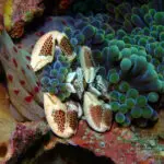Spotted porcelain crabs in a sea anemone