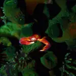 Red crab among green tube coral