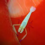 Emperor shrimp