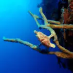 Pink frogfish clinging to a branching sponge on a Moalboal wall
